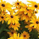 Flower Seeds  Black Eyed Susan Rudbeckia, 30 seeds  #IEB12