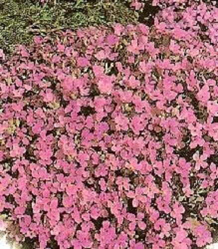 Flower Seeds Carmine Color Rock Cress Aubrieta,50 seeds   #IEB12