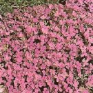 Flower Seeds Carmine Color Rock Cress Aubrieta,50 seeds   #IEB12