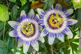 Flower Seeds Passiflora Caerulea Passion,10 seeds  #IEB12
