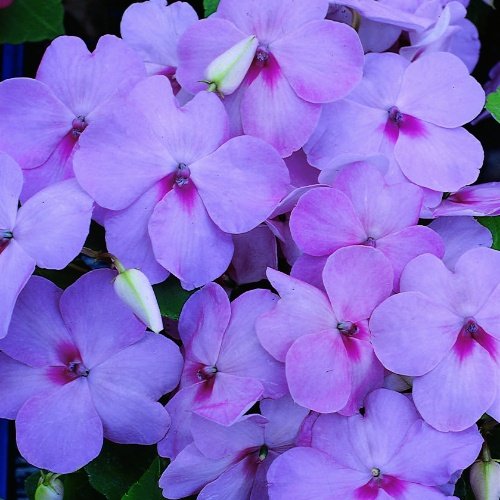 25 Flower Seeds Lavender Blue Accent Impatiens     #IEB12