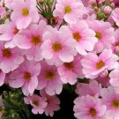 15 flower seeds Primrose   Pink, easy to grow  #IEB12