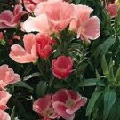 50 Flower Seeds Clarkia Salmon Flower Seeds  #IEB12
