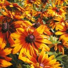 30 Flower Seeds Rudbeckia Cappuccino         #IEB12