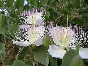 15 Flower Seeds Caper Seeds, easy to grow       #IEB12