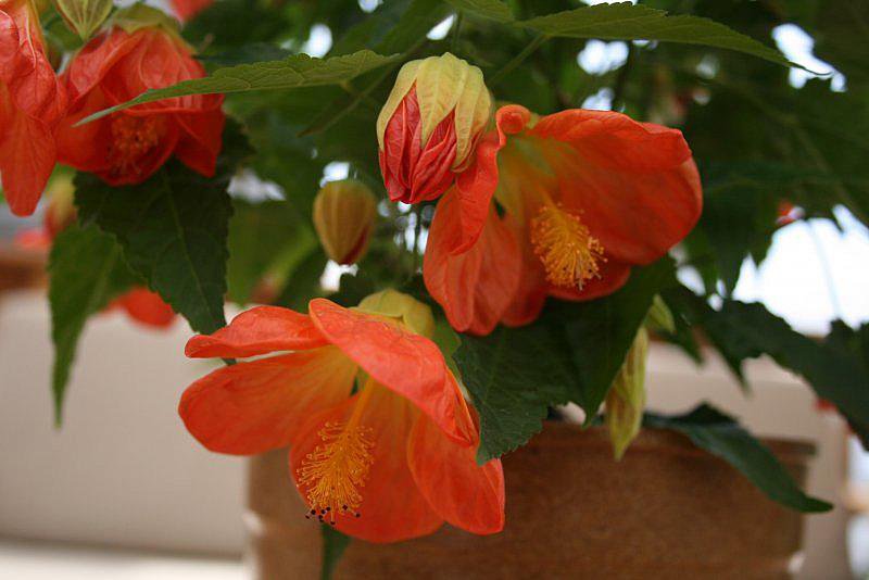 Flower Seeds Orange   Tangerine Abutilon Flowering ,15 seeds    #IEB12