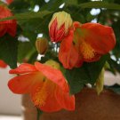 Flower Seeds Orange   Tangerine Abutilon Flowering ,15 seeds    #IEB12