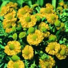 50 Flower Seeds Helenium Hoopesi Golden,easy to grow       #IEB12