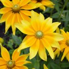 30 Flower Seeds  Green Eyes Rudbeckia,easy to grow    #IEB12