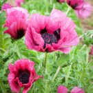 Flower Seeds  35  Plum Pudding Poppy,easy to grow   #IEB12