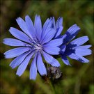 Flower Seeds 100  Chicory Blue Daisy  ,easy to grow       #IEB12