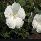White Hibiscus Dinnerplate 15 Flower Seeds,easy to grow       #IEB12