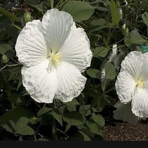 White Hibiscus Dinnerplate 15 Flower Seeds,easy to grow       #IEB12
