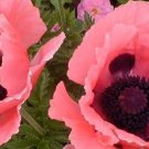 Flower Seeds  Poppy Oriental Princess Victoria Louise,35 seeds   #IEB12