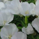 Flower Seeds  Clarkia White 25 seeds  #IEB12