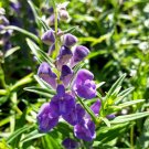 Flower Seeds 25 Purple Scutelarria Skull Cap, easy to grow     #IEB12