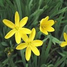30 Flower Seeds   Yellow Blue Eyed Grass      #IEB12
