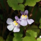 Ivy  Kenilworth Cymgalaia    100  Flower Seeds      #IEB12
