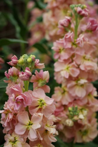 50 Flower Seeds Helenium Hoopesi Golden,easy to grow       #IEB12