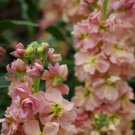 50 Flower Seeds Helenium Hoopesi Golden,easy to grow       #IEB12