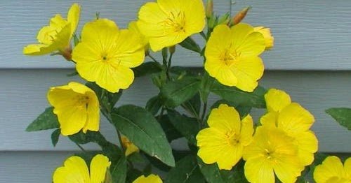Flower Seeds  40  Evening Primrose Oenthera  Pale Yellow    #IEB12