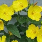 Flower Seeds  40  Evening Primrose Oenthera  Pale Yellow    #IEB12