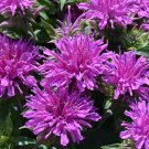50  Fower Seeds  Lilac Color Bee Balm  Monarda       #IEB12