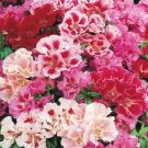 Flower Seeds 50  Clarkia Pink Mix,easy to grow     #IEB12