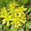 Sedum Czars Gold  50  Flower Seeds,easy to grow   #IEB12