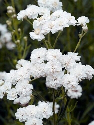 flower Seeds   Achillea Pure White  Perennial, 50 seeds  #IEB12