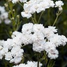 flower Seeds   Achillea Pure White  Perennial, 50 seeds  #IEB12