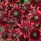 50  Flower Seeds  Cherry Brandy Rudbeckia , easy to grow #IEB12