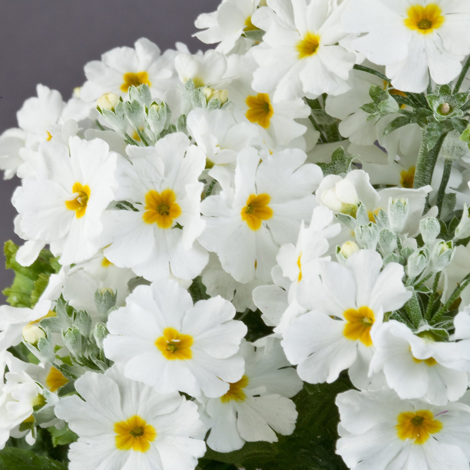 White  Primrose Primula 15 Flower Seeds,easy to grow   #IEB12