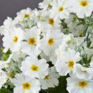 White  Primrose Primula 15 Flower Seeds,easy to grow   #IEB12