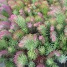 Flower Seeds Sedum Oracle  Perennial 50 seeds, easy to grow #IEB12