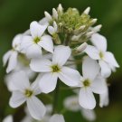 flower seeds  White Dames Rocket  Perennial , 50 seeds   #IEB12