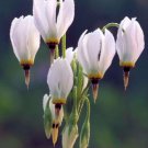 White Dodecatheon  Perennial 25 seeds #IEB12