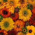 30 Flower Seeds Moroccan Sun Rudbeckia  Mix, easy to grow  #IEB12
