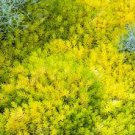 Flower Seeds Sedum Reflexum ,50 seeds  #IEB12