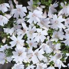 30 Flower Seeds White Malva   Perennial, easy to grow  #IEB12