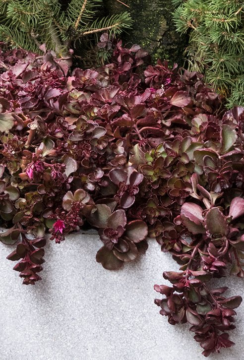Sedum Spirium Voodoo 50 Flower Seeds     #IEB12