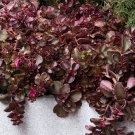 Sedum Spirium Voodoo 50 Flower Seeds     #IEB12
