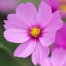 100  Pink Radiance Cosmos Flower Seeds   #IEB12