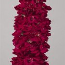 50 Flower Seeds Evening Stock Matthiola Red  Mix  #IEB12