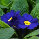 Flower Seeds 15 Primrose .Primula   Cobalt Blue. easy to grow   #IEB12