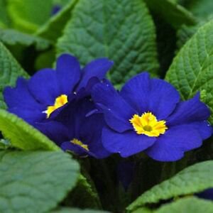 Flower Seeds 15 Primrose .Primula   Cobalt Blue. easy to grow   #IEB12