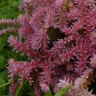 50  Flower Seeds  Sedum Seastar, great for your garden     #IEB12