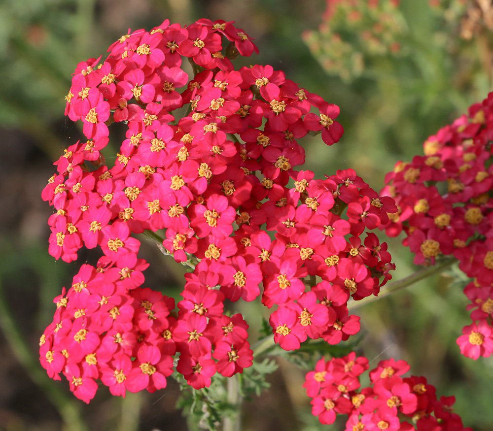 Flower Seeds  Red Achillea  50 seeds  #IEB12