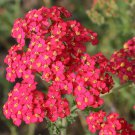 Flower Seeds  Red Achillea  50 seeds  #IEB12