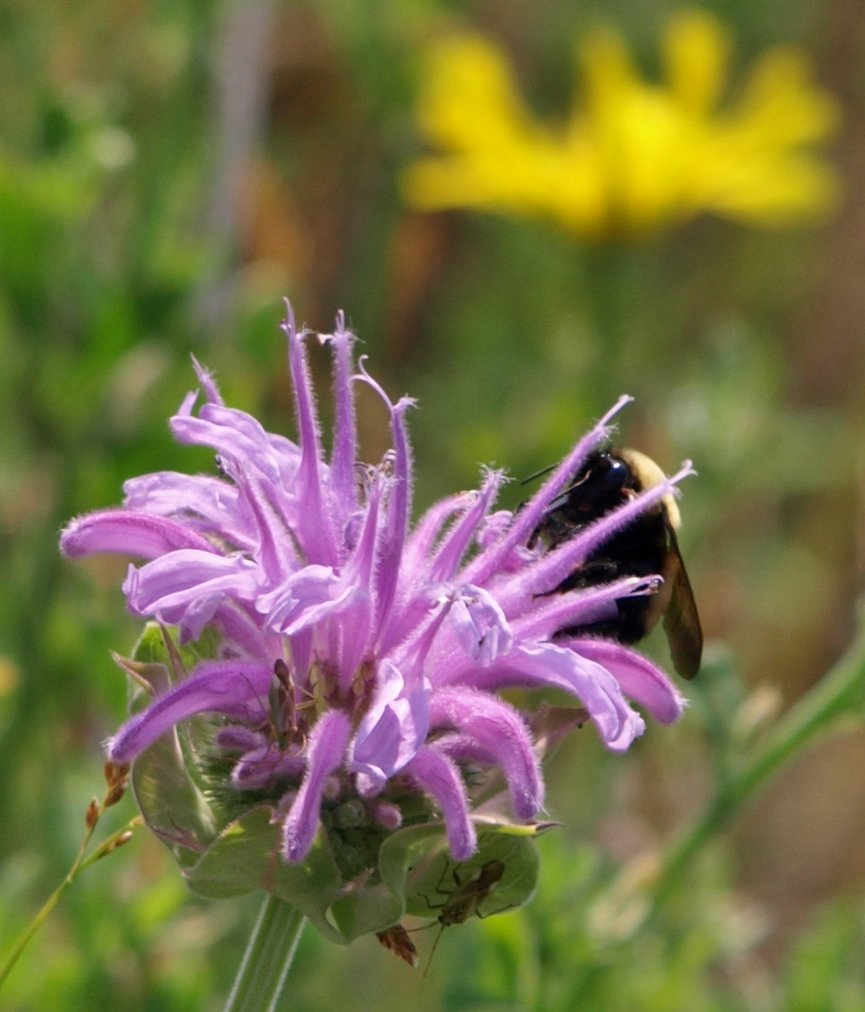 Flower Seeds  Lilac Bee Balm onarda, 50 seeds   #IEB12